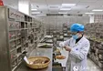 جوشانده پاکسازی ریه و تخلیه سموم، کشف طب چینی برای مبارزه با کرونا