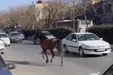 ببینید| جنجال اسب‌های سرگردان در خیابان‌های مشهد!
