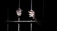 زنگ تلفن، قاتل را که داخل یخچال قایم شده بود لو داد