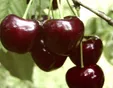 خواص باورنکردنی گیلاس