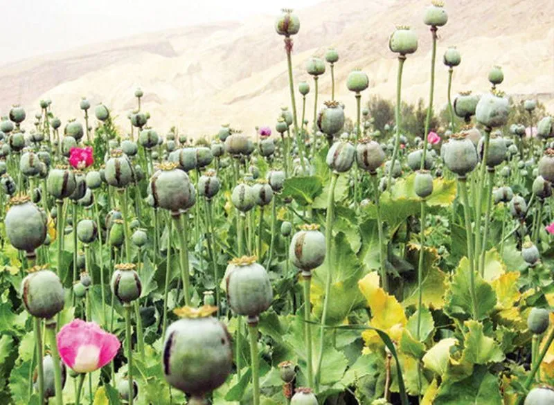 کشت خشخاش غیر قانونی ۴ برابر شد کشت خشخاش غیر قانونی ۴ برابر شد