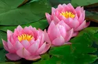 چوب حراج به نیلوفر آبی در فضای مجازی