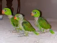 تغذیه دستی جوجه طوطی‌ها با سرنگ +فیلم