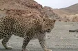 حمله پلنگ به زن ۳۸ ساله‌ای در بخش کاغذکنان میانه