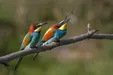 ویدئویی دلخراش از قتل‌عام پرندگان زنبورخوار در ایلام