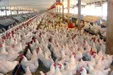 احتمال تعطیلی گسترده مرغداری‌ها/ تامین دان مرغ به چالش جدی خورد