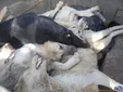 کشتار وحشیانه سگ‌های خیابانی باسلاح گرم در اهواز+فیلم