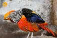 زیباترین باغ پرندگان در آستارا