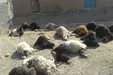 تصادف خونین چند خودرو با گله گوسفندان در اهواز +فیلم