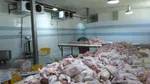 قطعه‌بندی گوشت مرغ ممنوع شد