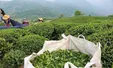 12 میلیون دلار صادرات چای ایرانی در 6 ماهه نخست سال/ باقیمانده مطالبات چای‌کاران تا آخر هفته پرداخت می‌شود