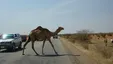 تصادف عجیب پژو ۴۰۵ با شتر در نزدیکی جاسک