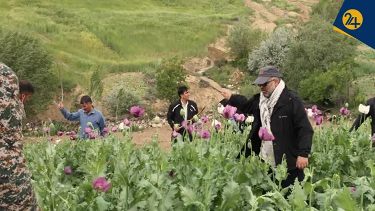 پشت پرده مزارع مشکوک خشخاش در ایران؛ ردپای مافیای مواد در شایعه قانونی شدن کشت و هشدار به ساکنان زاگرس، فارس و لرستان