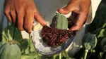 گل و حشیش در صدر مصرف نسل جدید؛ تریاک همچنان ماده مخدر مهم ایران
