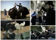 مراسم بخشش گناهان یک ساله یهودیان صهیونیست + عکس