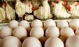راز گرانی مرغ و تخم مرغ مشخص شد +فیلم