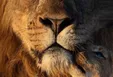 ابراز محبت توله شیر به پدرش +عکس
