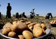 کمبود و گرانی سیب زمینی در بازار