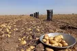صادرات سیب‌زمینی تا پایان سال ممنوع است