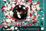 طواف پیکر رهبر شهید انقلاب بر گرد حرم حضرت معصومه + عکس