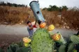 برداشت گلابی‌های تیغ دار در فلسطین +عکس