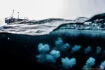 برندگان مسابقه عکاسی سونی‎