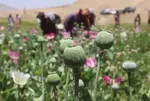 ستاد مبارزه با مواد مخدر: فعلا امکان ارائه آمار دقیق درباره میزان کشت مخدر وجود ندارد