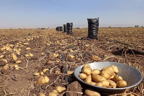 صادرات سیب‌زمینی تا پایان سال ممنوع است