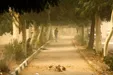 احتمال وقوع طوفان گرد و خاک در تهران