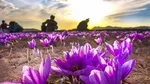تصاویر زیبای برداشت طلای سرخ ایران