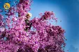 زعفران طلای سرخ ایران