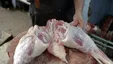 قیمت گوشت شتر هم نجومی شد!