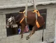 نحوه پایین آوردن یک گاو از پشت بام! + عکس