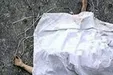 کشف جسد خورده شده دختر ۱۵ساله در گلستان