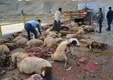 30 راس گوسفند در تصادف جاده ای خراسان شمالی تلف شد (+ عکس)