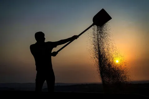 واریز ۷۳.۴ همت دیگر از مطالبات گندم‌کاران