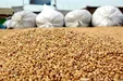 دولت کامیون‌دار‌ها و مرغداران را روبه‌روی هم قرار داده/خوراک دام در انبار بنادر دپو شده است