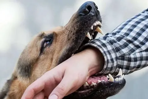 مراجعه ۱۳ نفر به پزشکی قانونی آذربایجان غربی در پی گازگرفتگی سگ