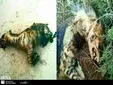سوزاندن ۳ کفتار در مشهد/ محیط زیست: برخورد قضایی می‌شود