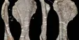کشف فسیل ۹۶ میلیون ساله یک دایناسور+ عکس