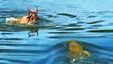 ببینید| حمله مرگبار تمساح هیولا به گوزن یالدار