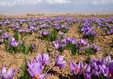 هشدار نسبت به رکوردشکنی تولید زعفران