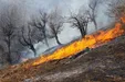 وقوع ۱۲۰۰ آتش‌سوزی جنگلی و مرتعی در ۳ ماه / ۴۰ نفر دستگیر شده‌اند