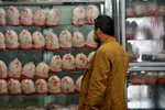 قیمت مرغ کاهش یافت