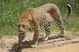 ببینید| مشاهدهٔ پلنگ در نزدیکی کرج