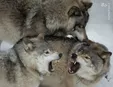 خانواده گرگ‌ها+عکس