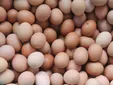 جدال بر سر قیمت تخم مرغ ادامه دارد / حمله تعزیرات به مرغداری‌ها!