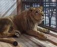 کشف باغ وحش خانگی غیرمجاز در خمینی‌شهر +فیلم