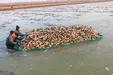 جمع‌آوری ریشه گل نیلوفر آبی در استان جیانگسو در شرق چین