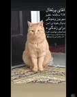 مریم بوبانی برای یک گربه دنبال خانواده می‌گردد! +عکس
